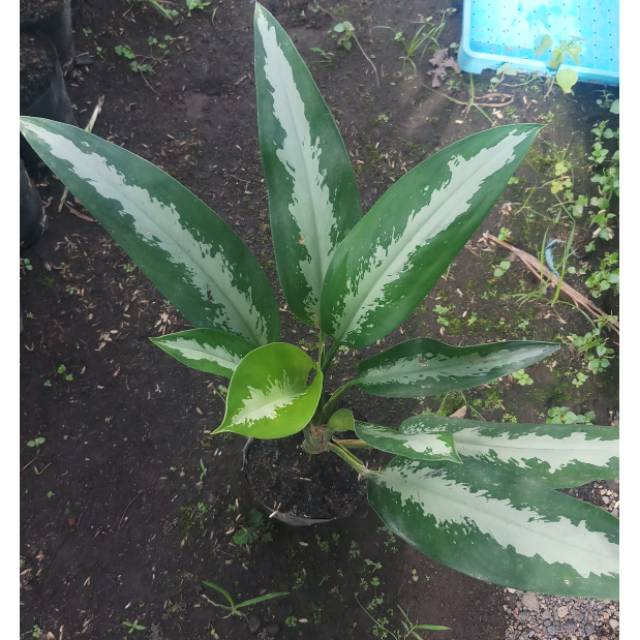 Jubil Tanaman Hias