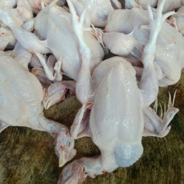 

Ayam negri