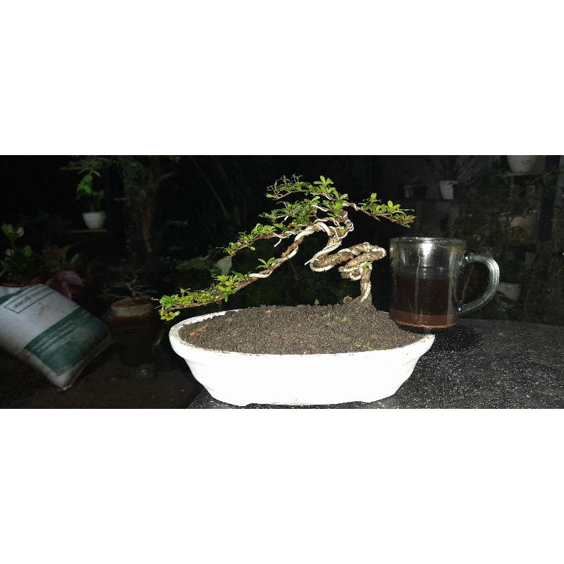 Bonsai Bucida BlackOlive