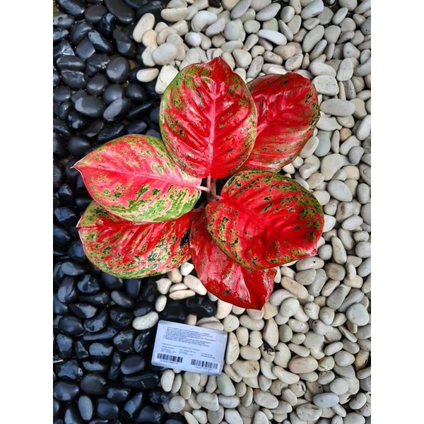 Aglonema Red Wulandari Dewasa Daun 7+ / Tanaman Hias Aglonema Red Wulandari Dewasa Termurah / Bunga 