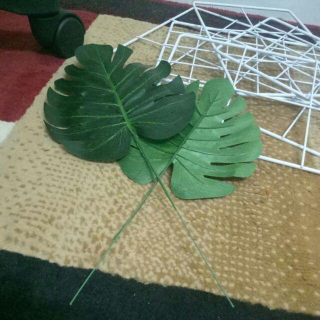 DAUN MONSTERA tanaman  daun palsu gantung anggur sirih 