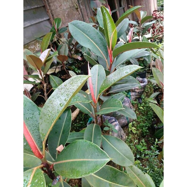Tanaman hias Karet Kebo daun tebal