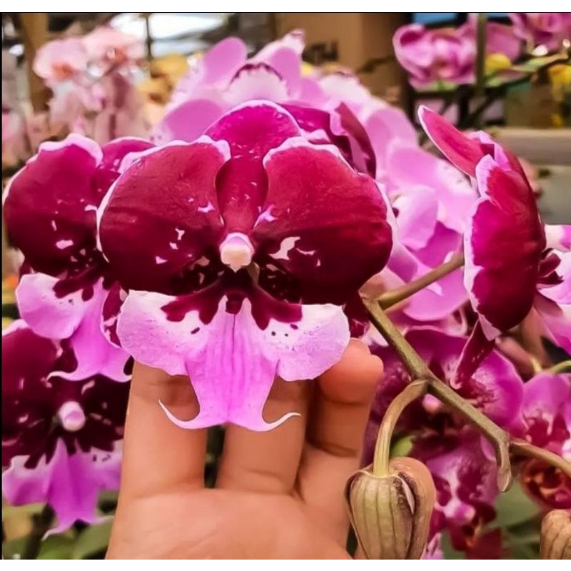 Anggrek bulan jumbo lidah ungu