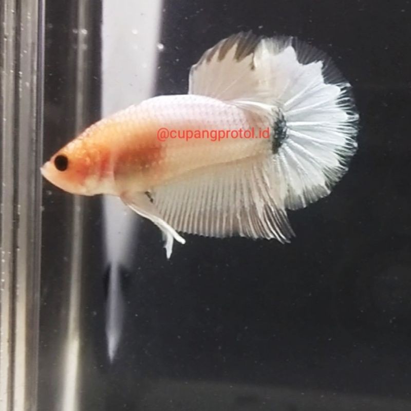 FCCP ORANGE HEAD BIG STARTAIL