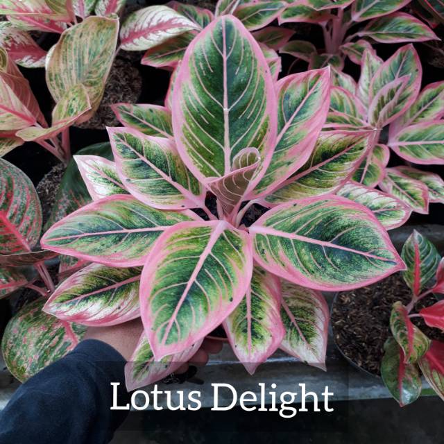  Lotus  Delight Dewasa Tanaman Hias Aglonema  Shopee  