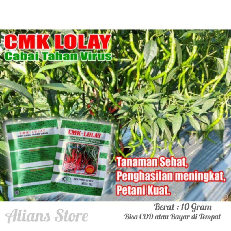 BENIH BIBIT CABE CABAI CMK LOLAY ANTI VIRUS KERITING PALING UNGGUL ASLI ORIGINAL TERBAIK TERLARIS