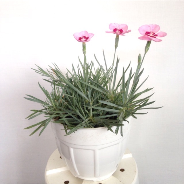 Tanaman Hias anyelir