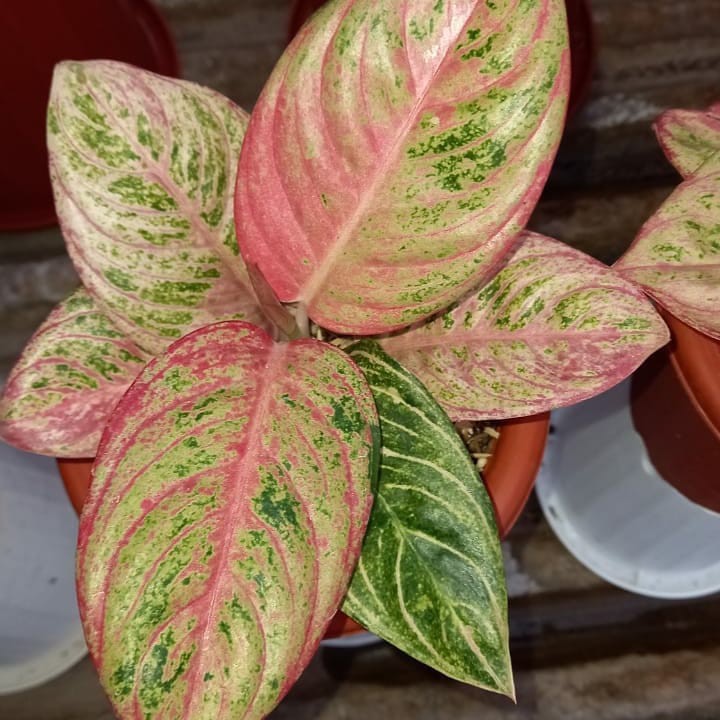 Bibit Bonggolan Aglonema Asri Red - Bibit Aglonema