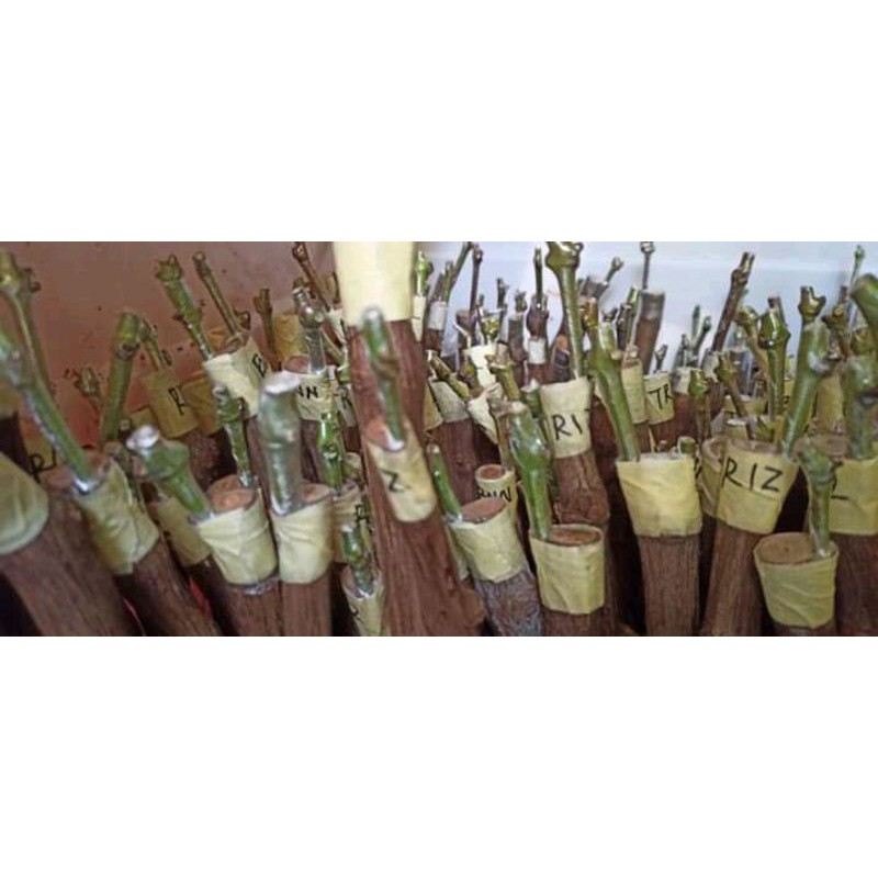 PAKET 7 CUTTING GRAFTING ANGGUR IMPORT