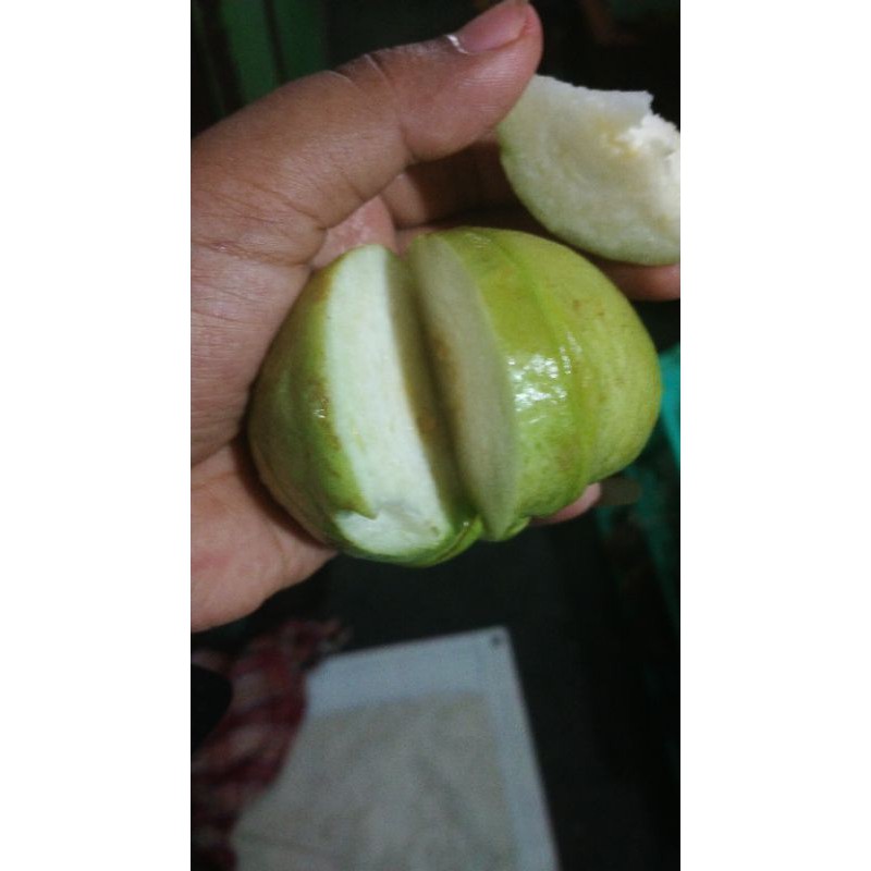 

jambu kristal
