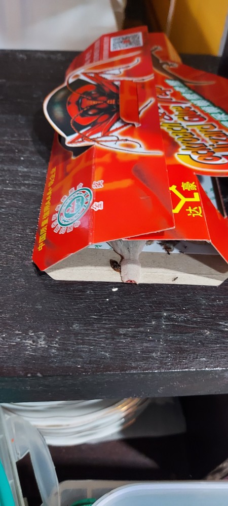 [perangkap Cicak/kecoa] Lem Cicak Dan Kecoa Ampuh Basmi Cicak/ Kecoa