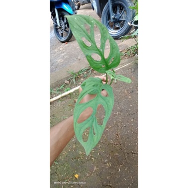 tanaman hias janda bolong/janda bolong fresh cuting/bibit janda bolong