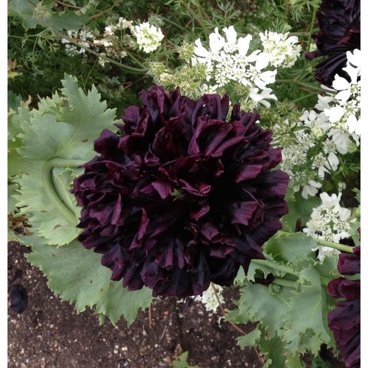 Benih Bibit Biji - Bunga Poppy Papaver Somniferum Black Peony Flower Seeds - IMPORT