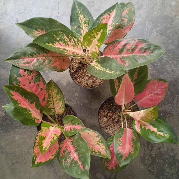 Aglonema red kochin/red kochin/kochin induk