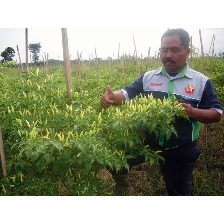 Benih-Bibit Cabe Rawit Putih Sret (Bintang Asia)