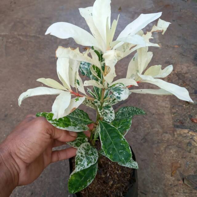 POHON ASOKA VARIEGATA-tanaman asoka salju