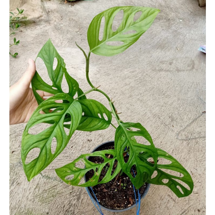 monstera adansonii janda bolong