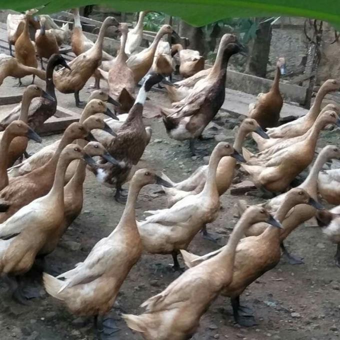 

bebek normal belah 4