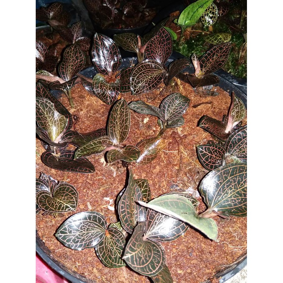 Hot Item Paket Jewel Orchid 1 '