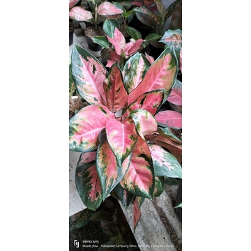 aglonema kocin hibrid rumpun