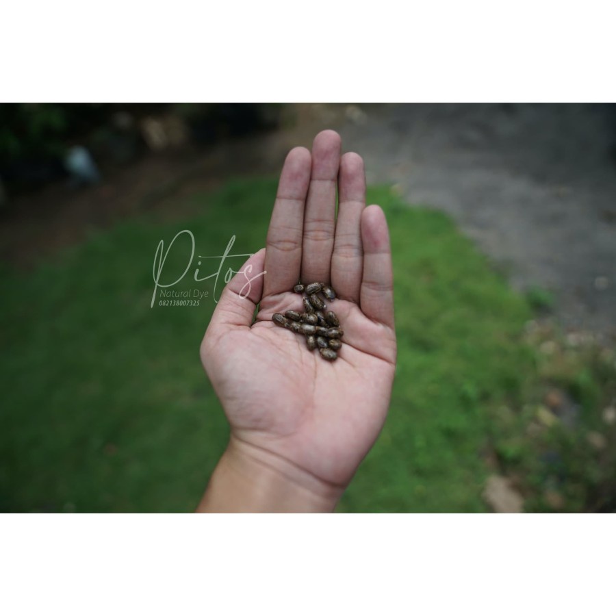 Benih Pohon Kesumba untuk Ecoprint