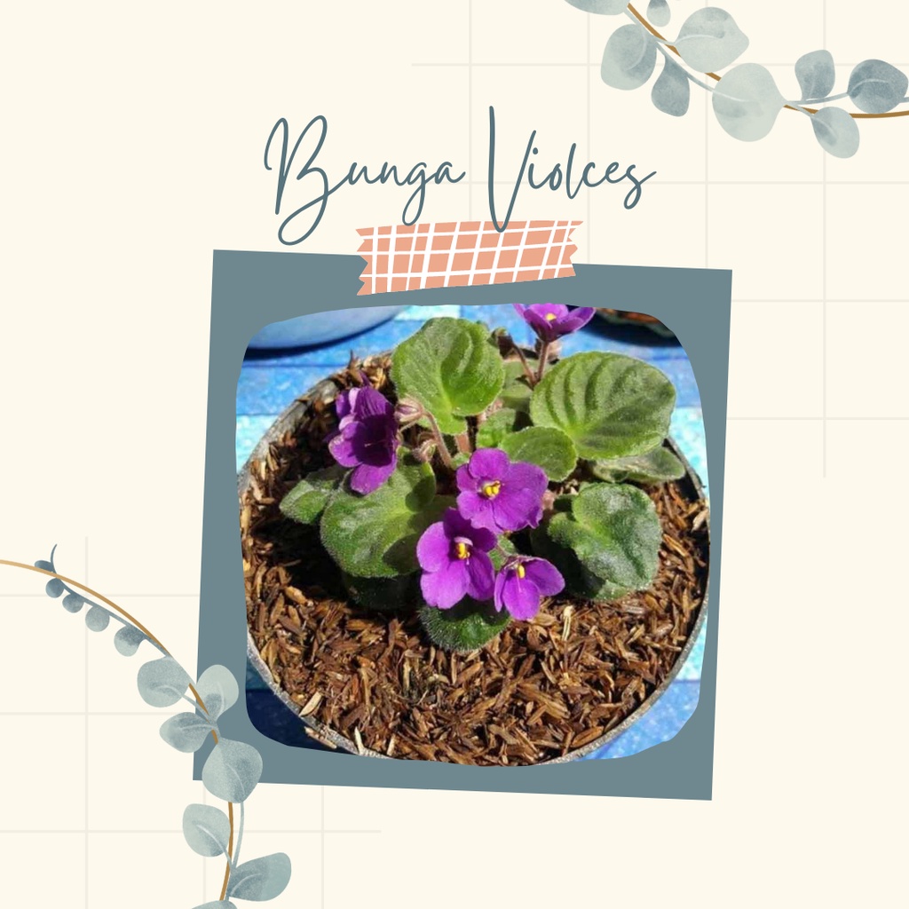 Tanaman Hias Bunga Violces Warna Ungu Bunga Violces Ungu Cantik