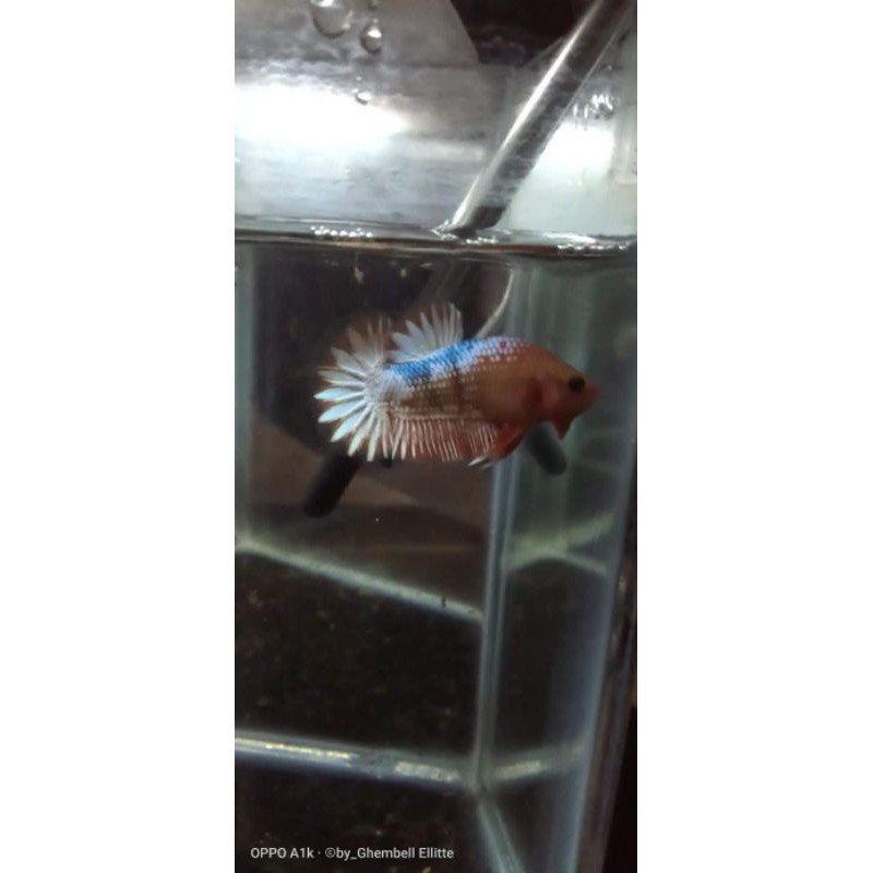 Cupang FCCP line vietnam