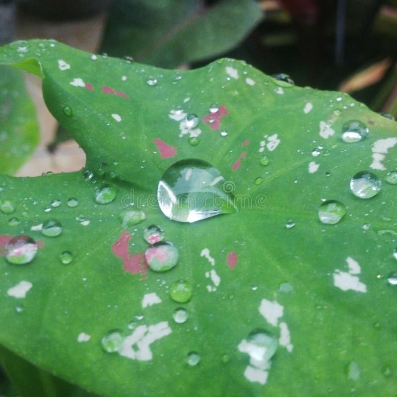 Tanaman Hias Bicolor Florida Clown Kaladium Hijau merah Keladi Three color keladi merah hijau