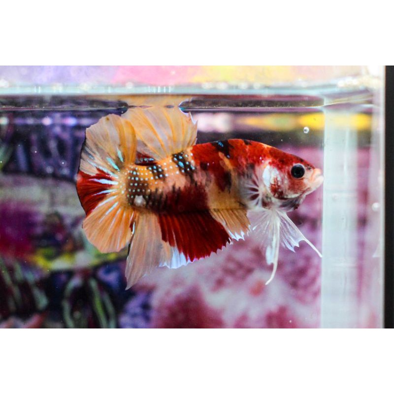Cupang Nemo gold Indukan Top Grade