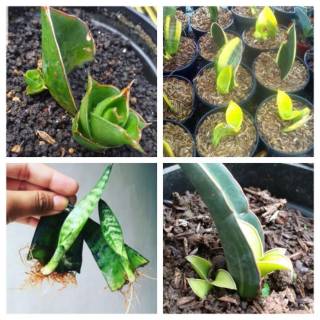 40 lembar bibit stek daun sansevieria beda jenis 20 daun 