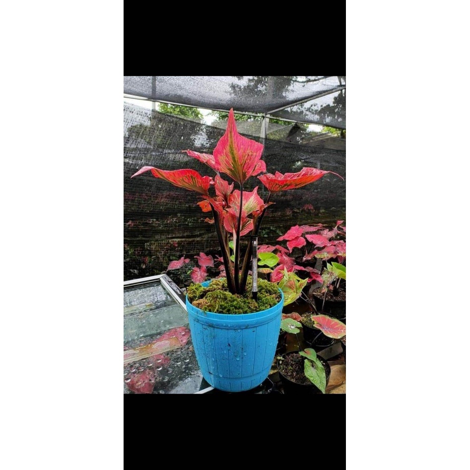 umbi Caladium Hokaido / keladi hias hybrid import thailand