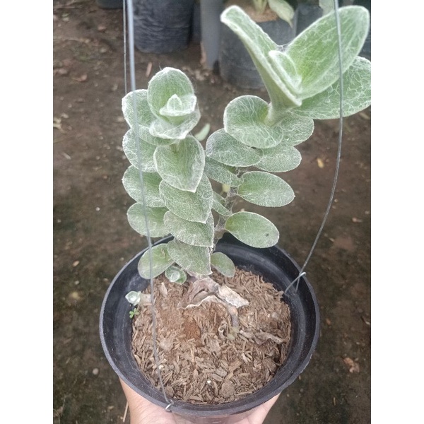 BIBIT BUNGA GANTUNG TRADESCANTIA SILLAMONTANA