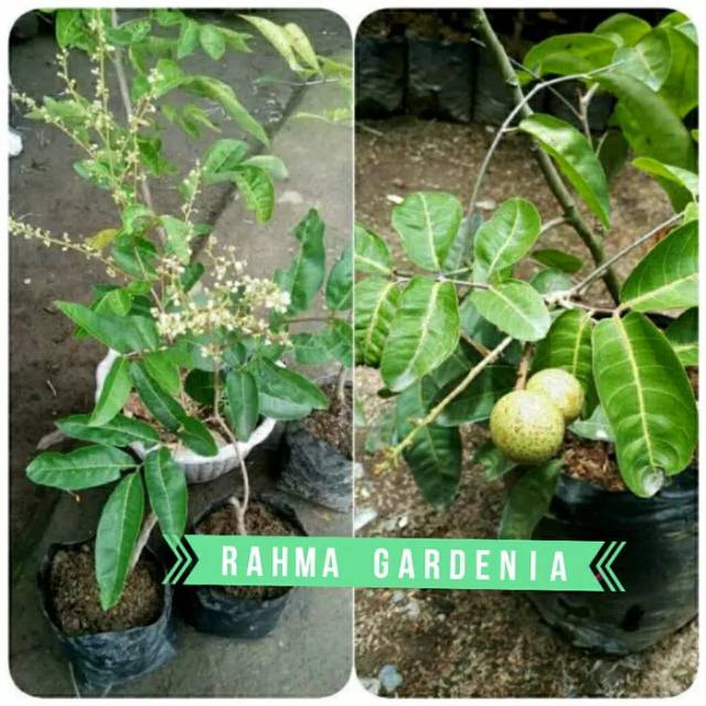 Bibit kelengkeng aroma durian berbunga