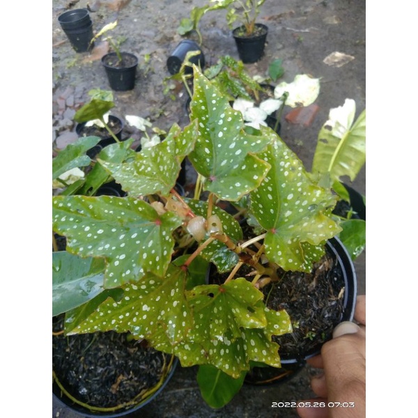 Begonia Polkadot Merah
