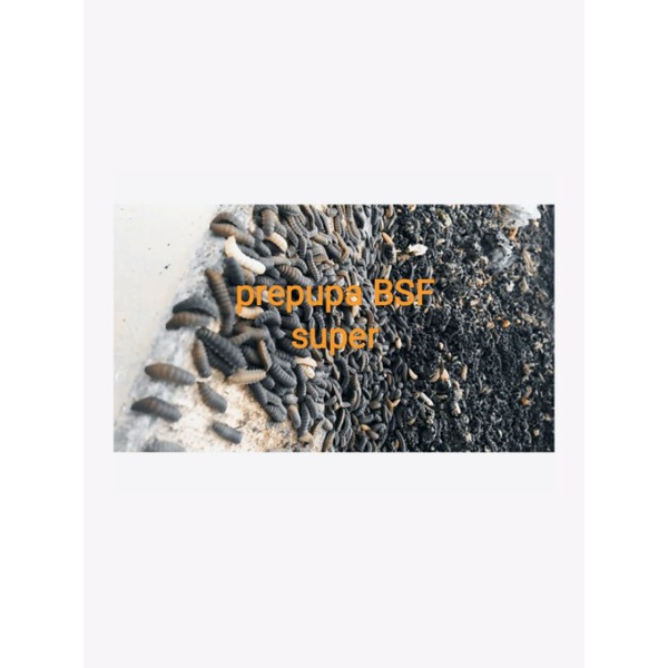 PREPUPA BSF PAKET 100GR
