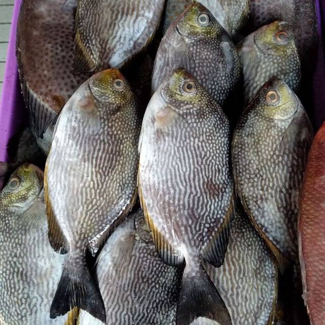 

Ikan baronang fresh