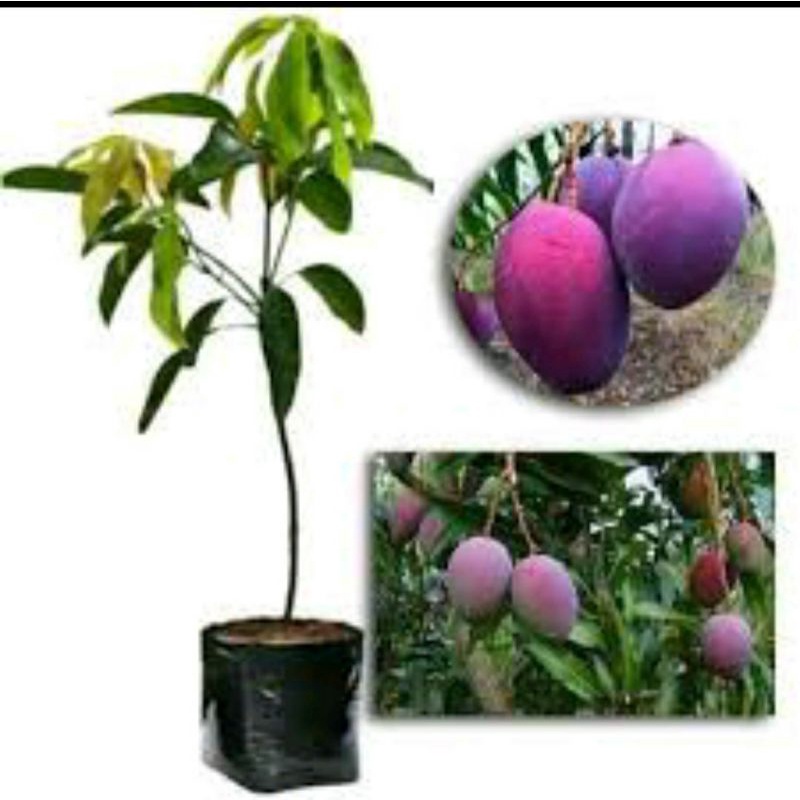 bibit pohon mangga irwin/hasil okulasi cepat berbuah