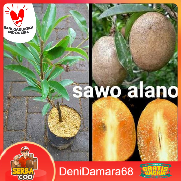 Bibit Tanaman Sawo Alano Jumbo