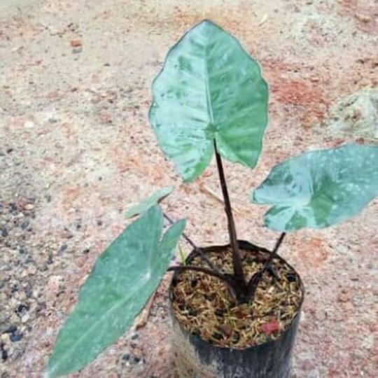 tanaman sente hitam //lompong hitam , TIARA FLORA