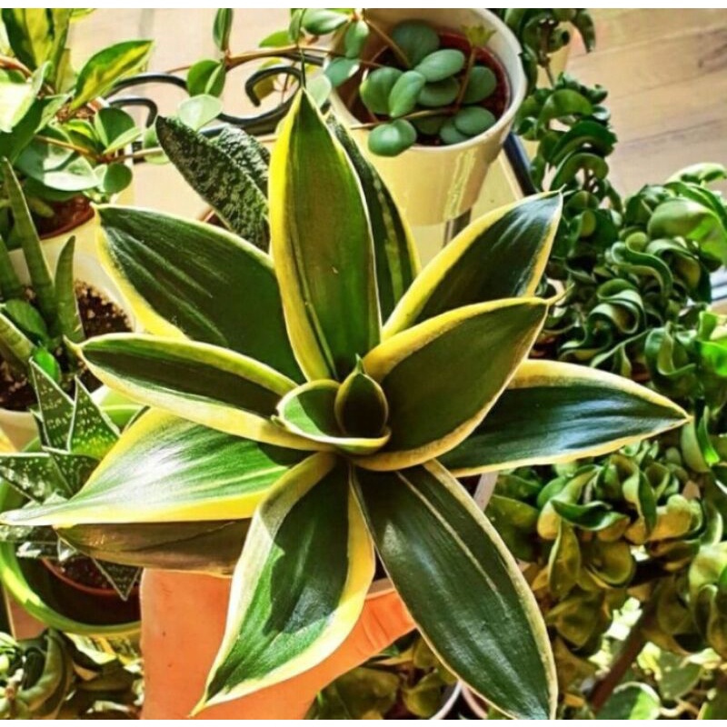 indukan sansivera pagoda-sansivera pagoda termurah-sansivera pagoda