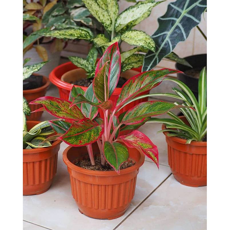 aglonema lipstik / siam aurora / tanaman hias unik / aglonema unik langka
