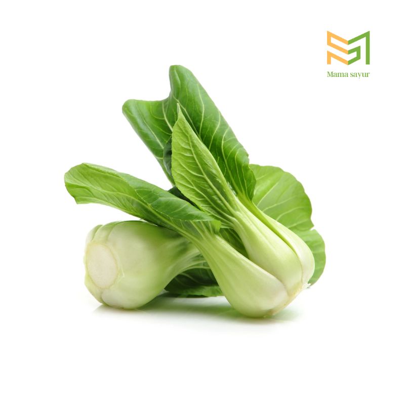 

Packoy hidroponik segar per ikat