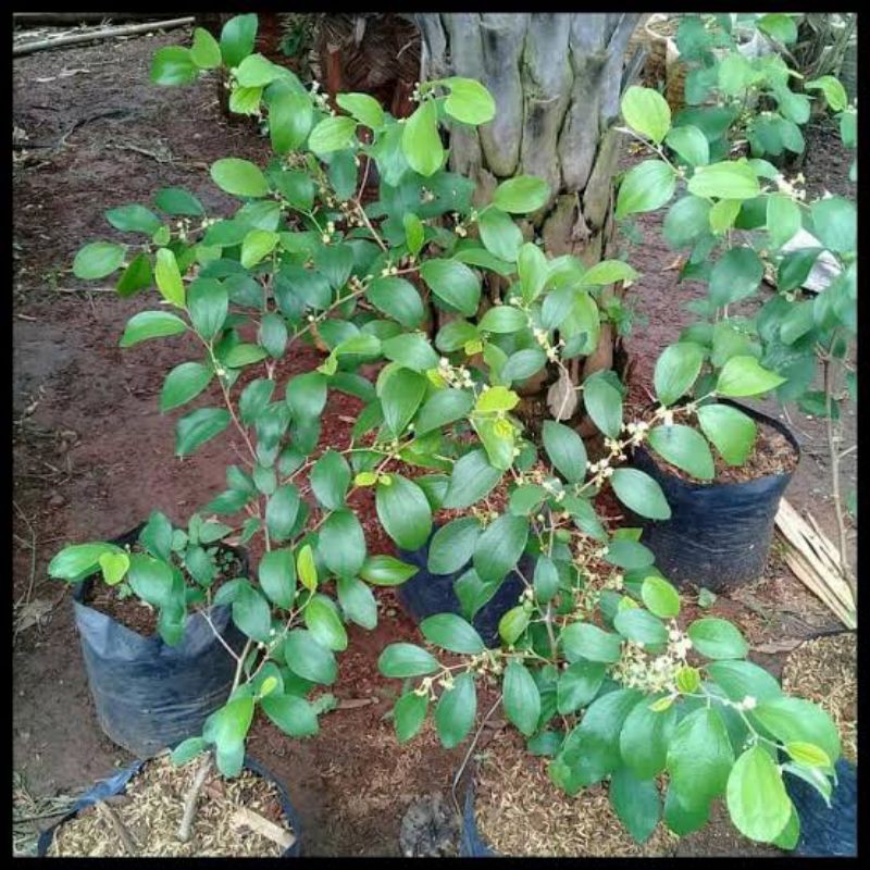 Bibit Tanaman Buah Apel Putsa/Pohon Buah Apel Putsa Siap Berbuah/Apel india