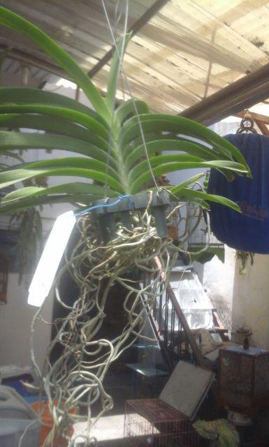 Dewasa  - Anggrek Vanda Dewasa