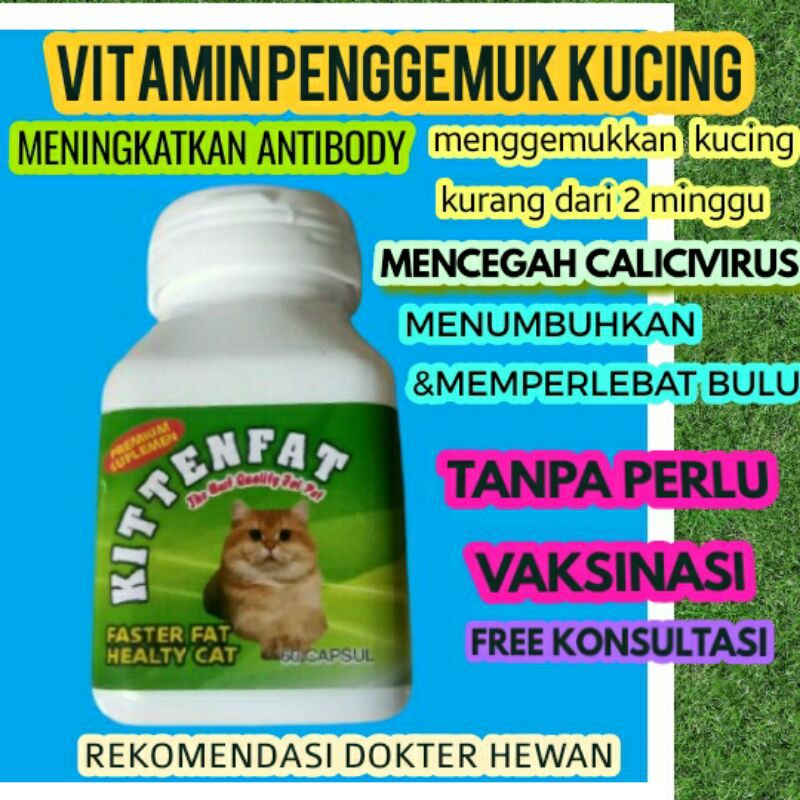 Nutrisi Penggemuk kucing anti virus