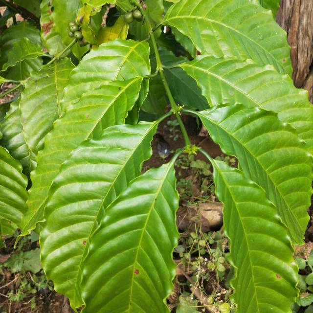 

Daun kopi segar 500gr