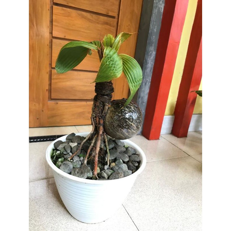 Bonsai kelapa minion gading oren - bonsai kelapa minion daun kerdil batok melayang