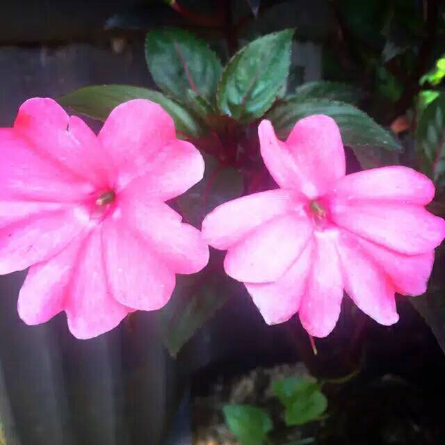 Tanaman Hias Bunga Pacar Air Pink