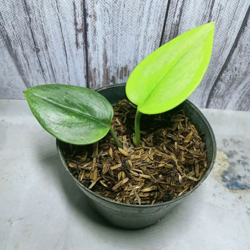scindapsus moonlight