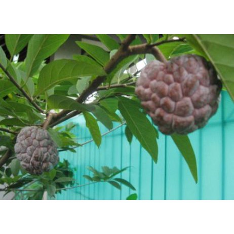 Tanaman Buah Srikaya Merah